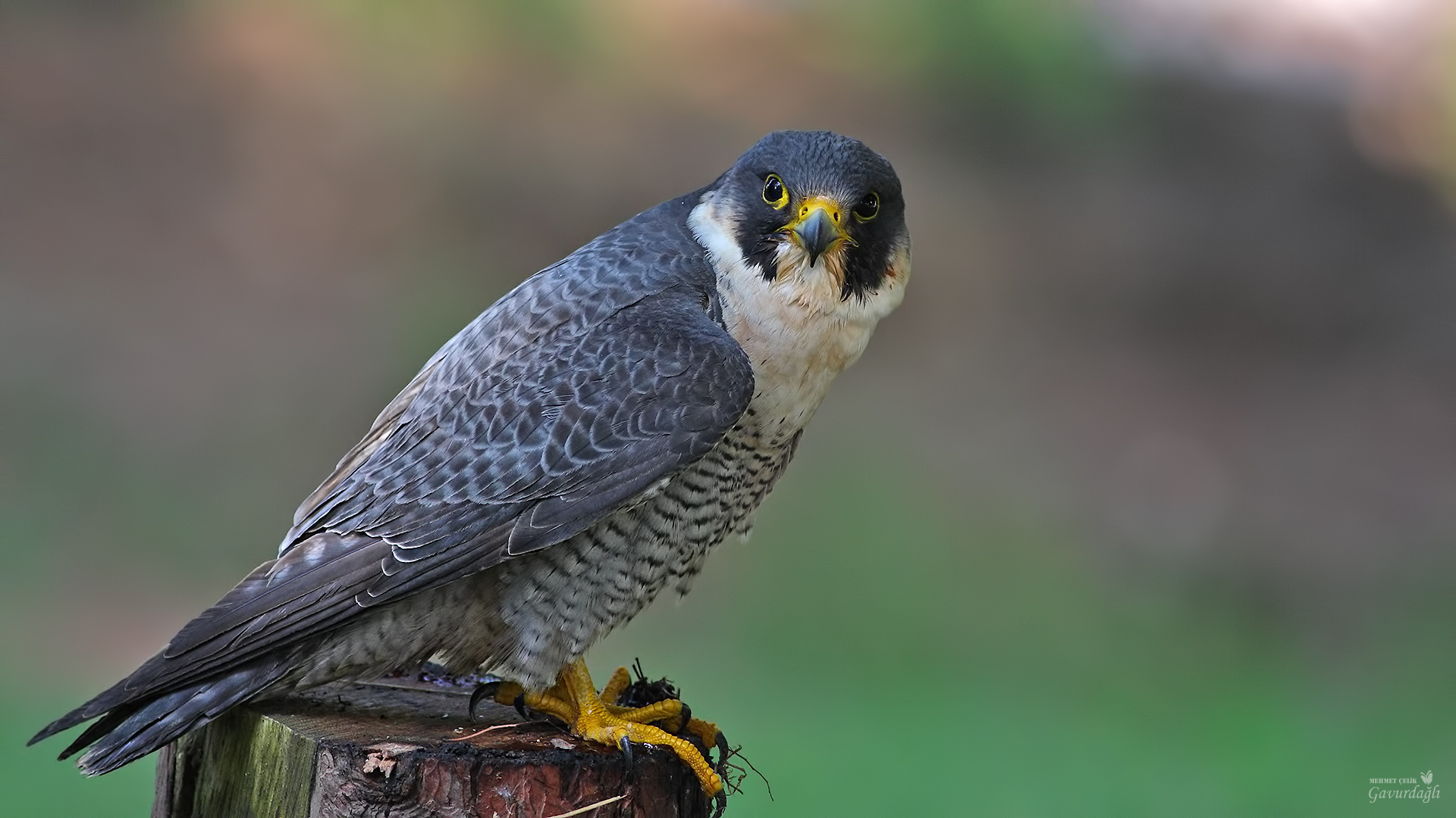 Gök doğan » Peregrine Falcon » Falco peregrinus