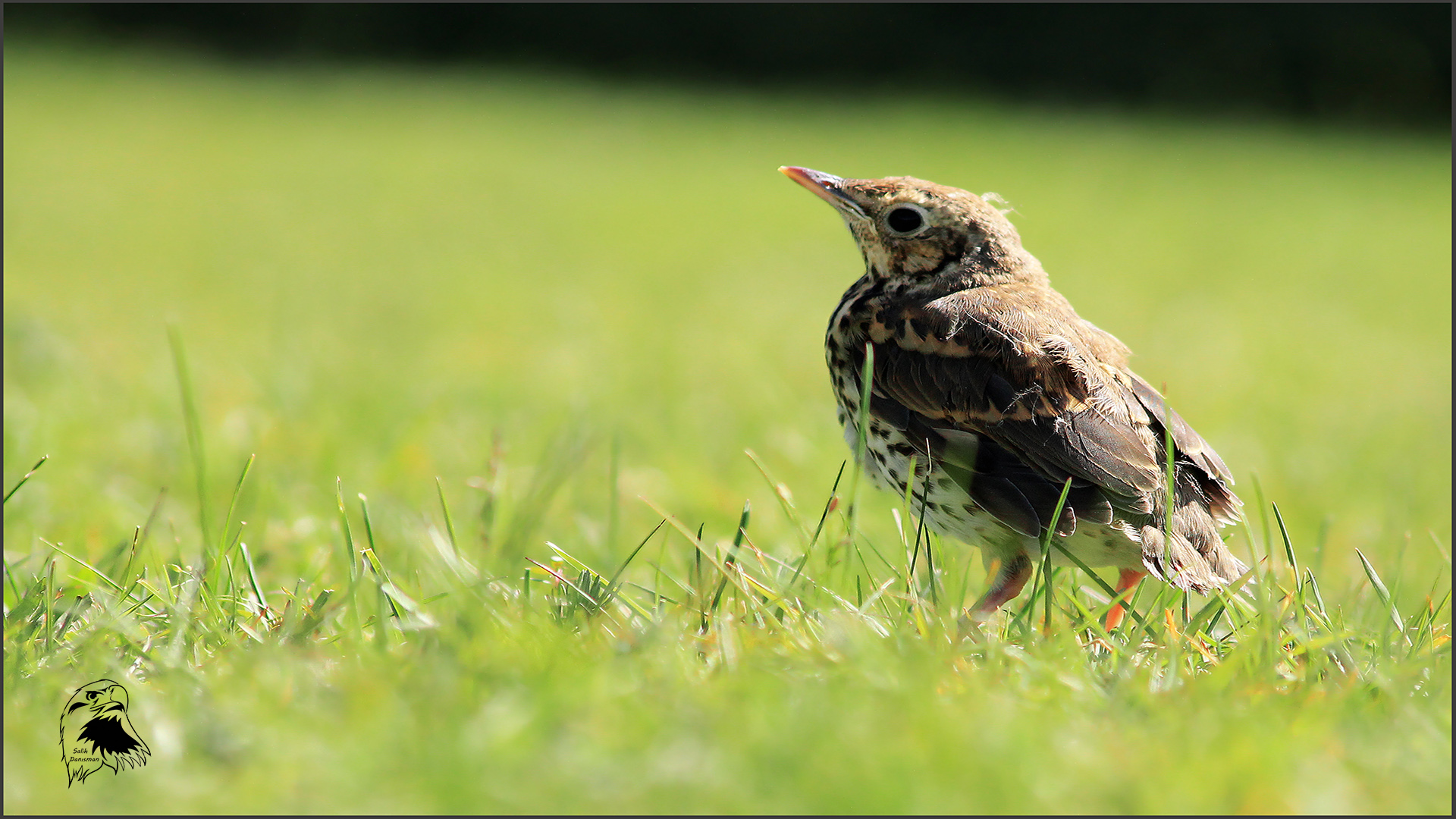 Öter ardıç » Song Thrush » Turdus philomelos