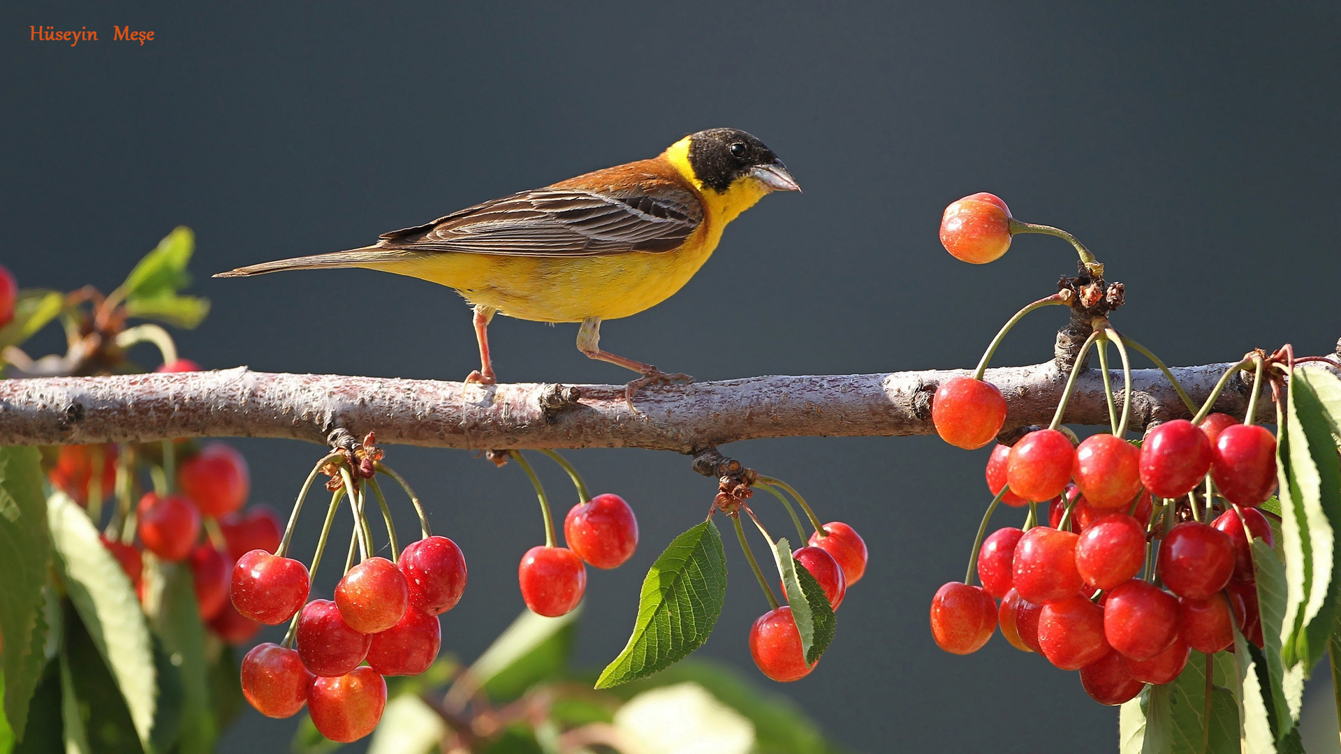 Karabaşlı kirazkuşu
