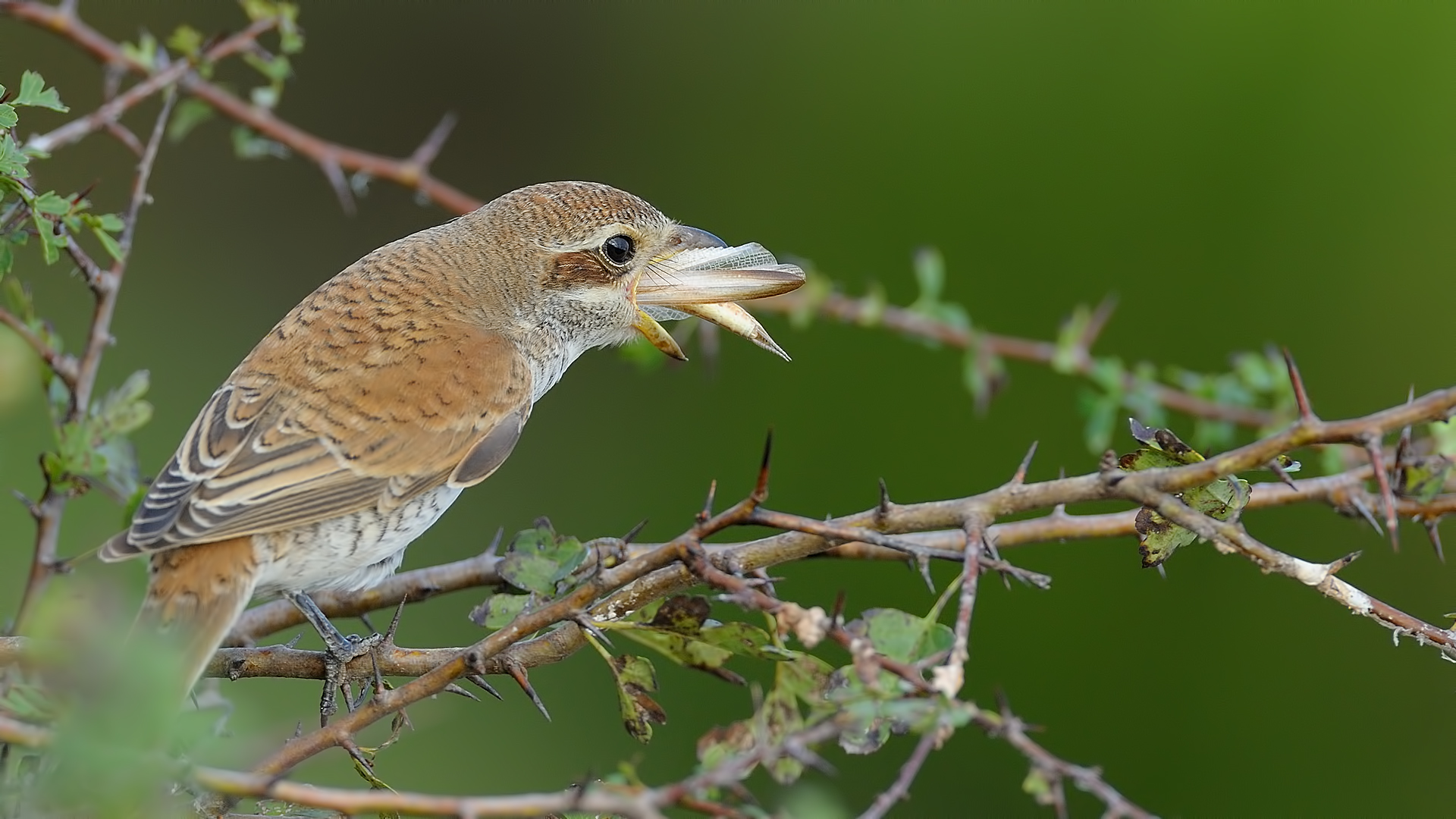 Kızılsırtlı örümcekkuşu » Red-backed Shrike » Lanius collurio