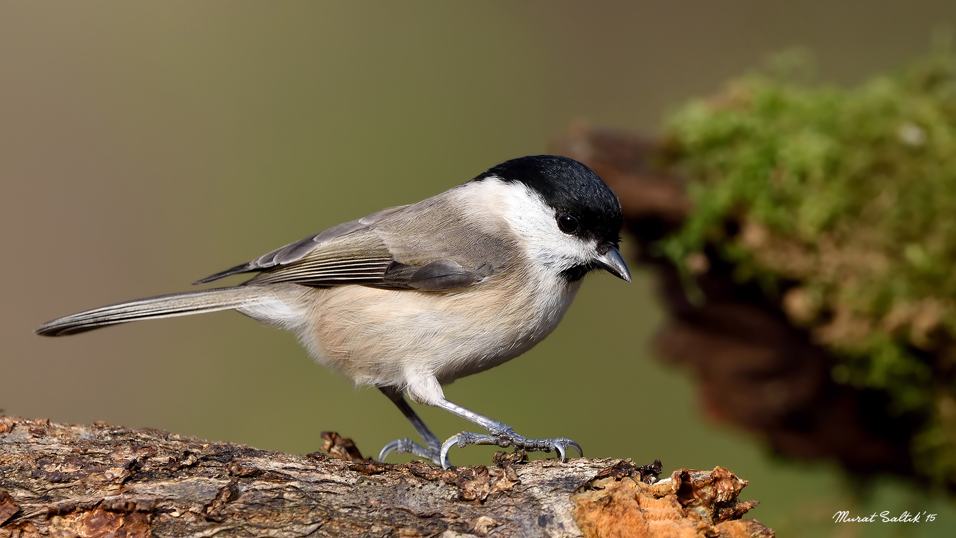 Kayın baştankarası