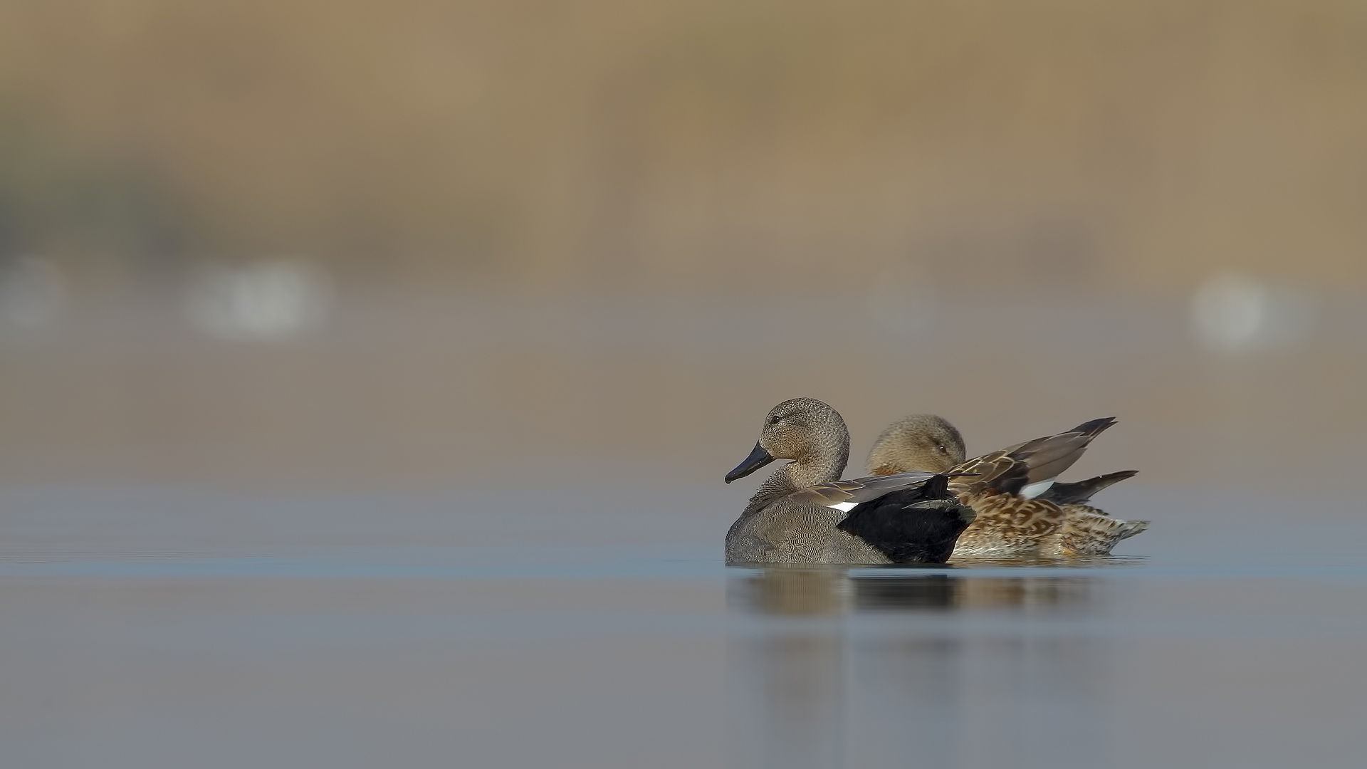 Boz ördek » Gadwall » Mareca strepera