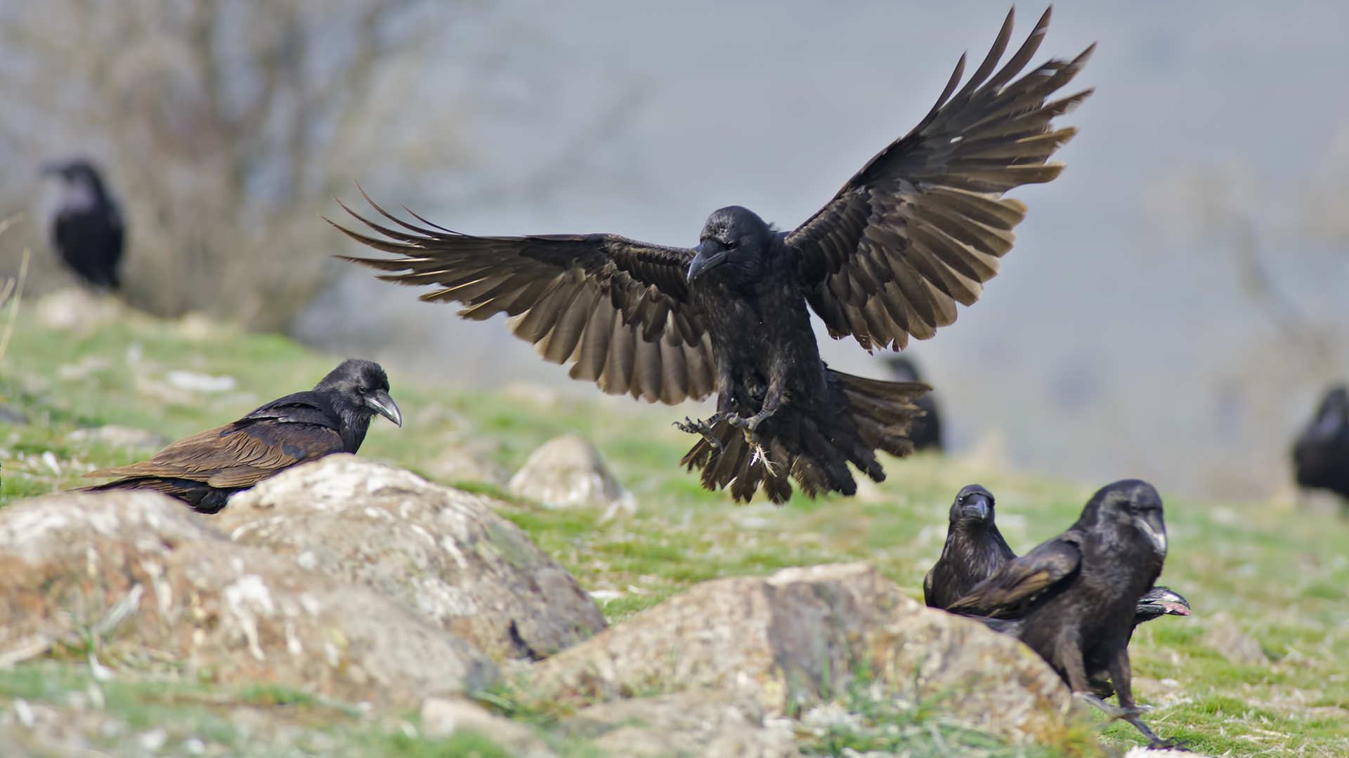 Kuzgun » Northern Raven » Corvus corax