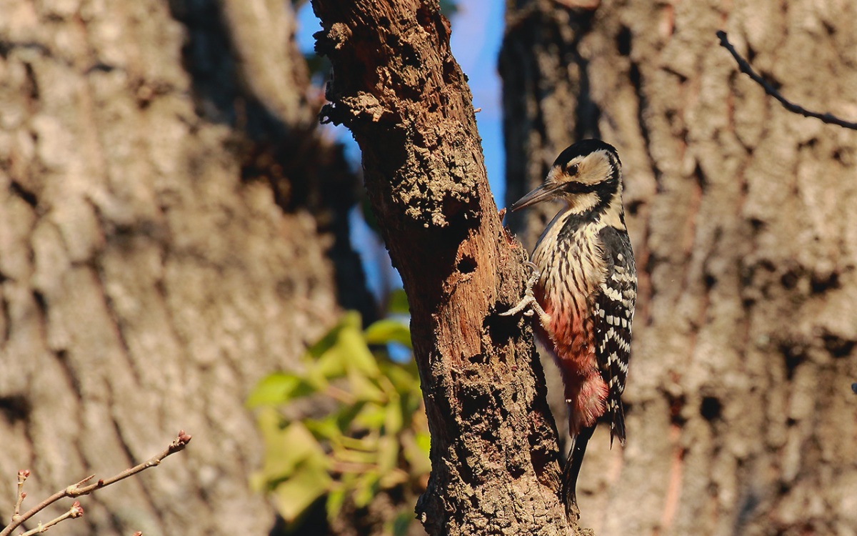 Aksırtlı ağaçkakan
