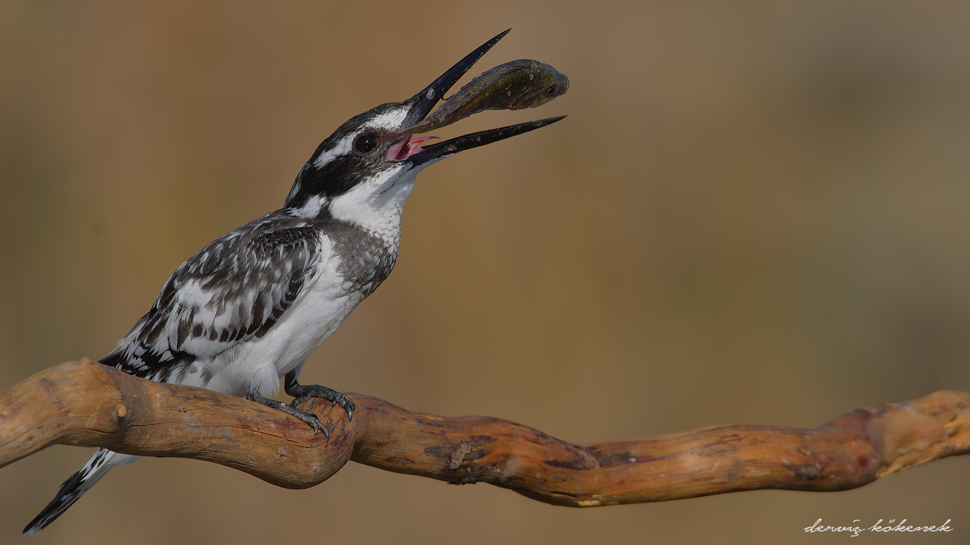 Alaca yalıçapkını