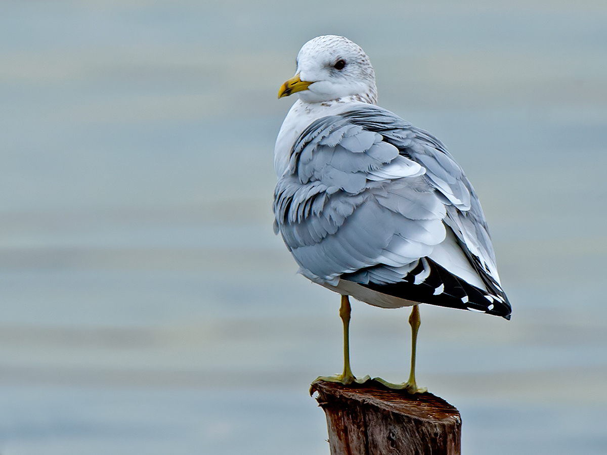 Küçük gümüş martı
