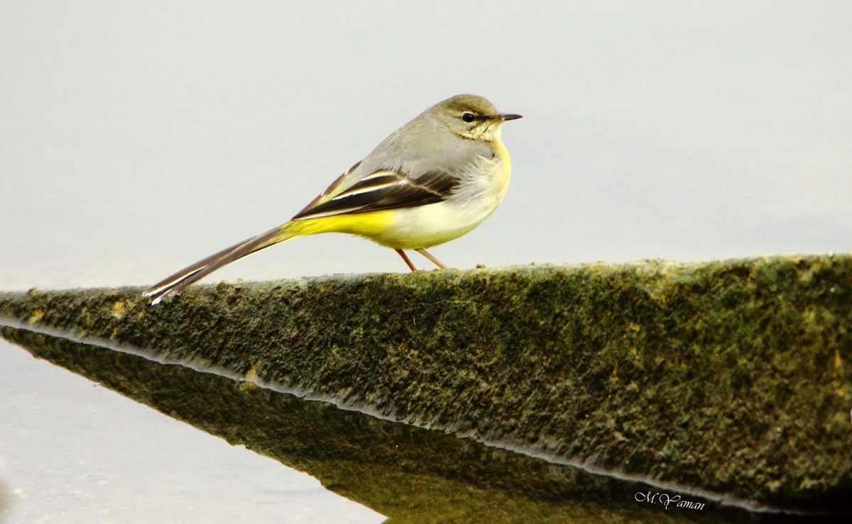 Dağ kuyruksallayanı