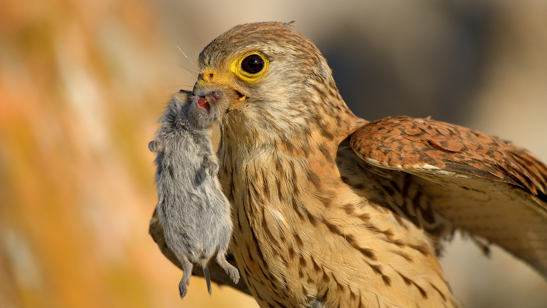 Küçük kerkenez » Lesser Kestrel » Falco naumanni