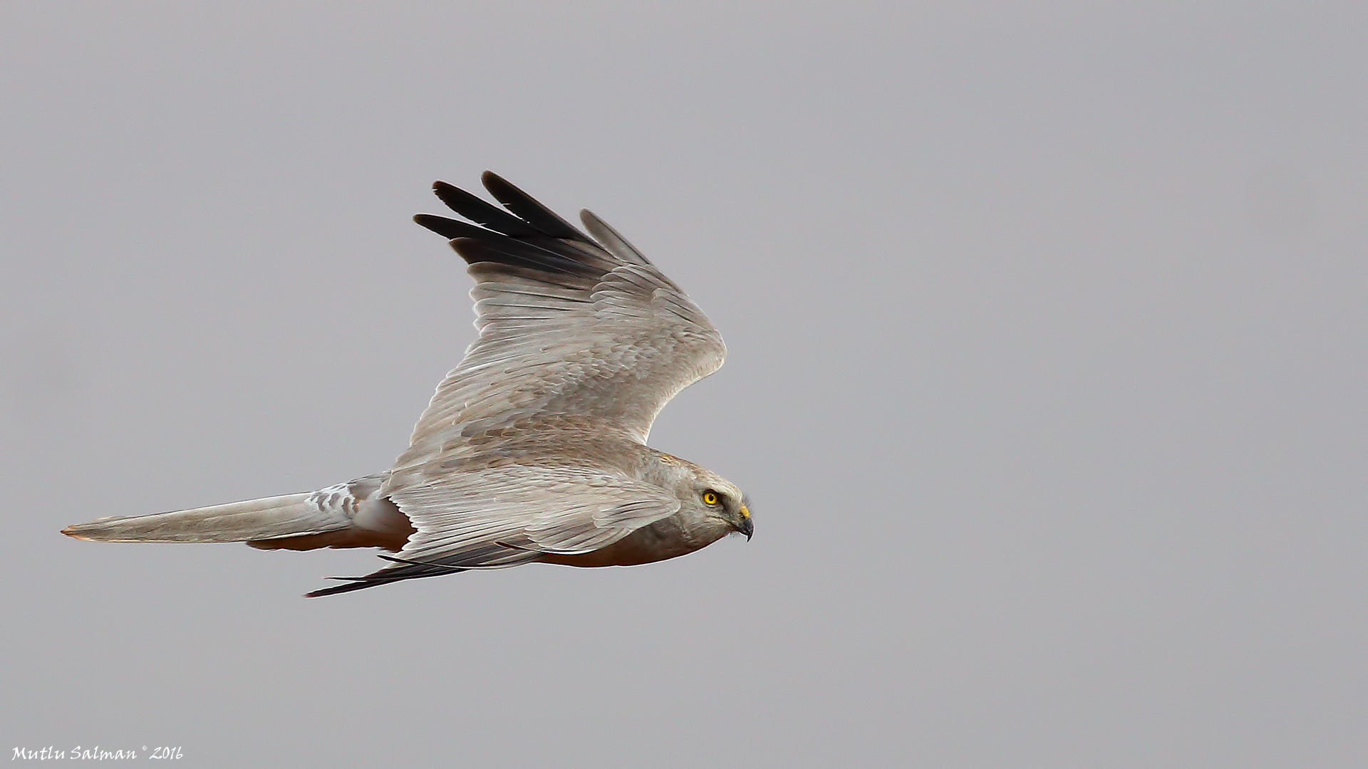 Bozkır delicesi » Pallid Harrier » Circus macrourus