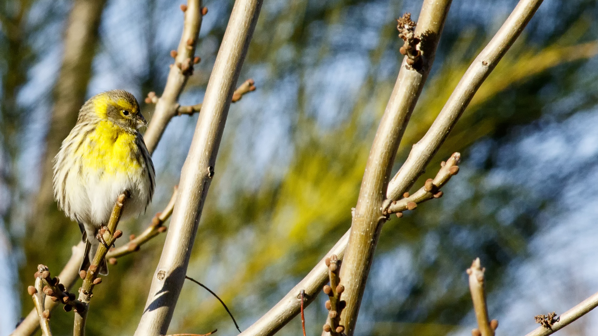 Küçük iskete » European Serin » Serinus serinus