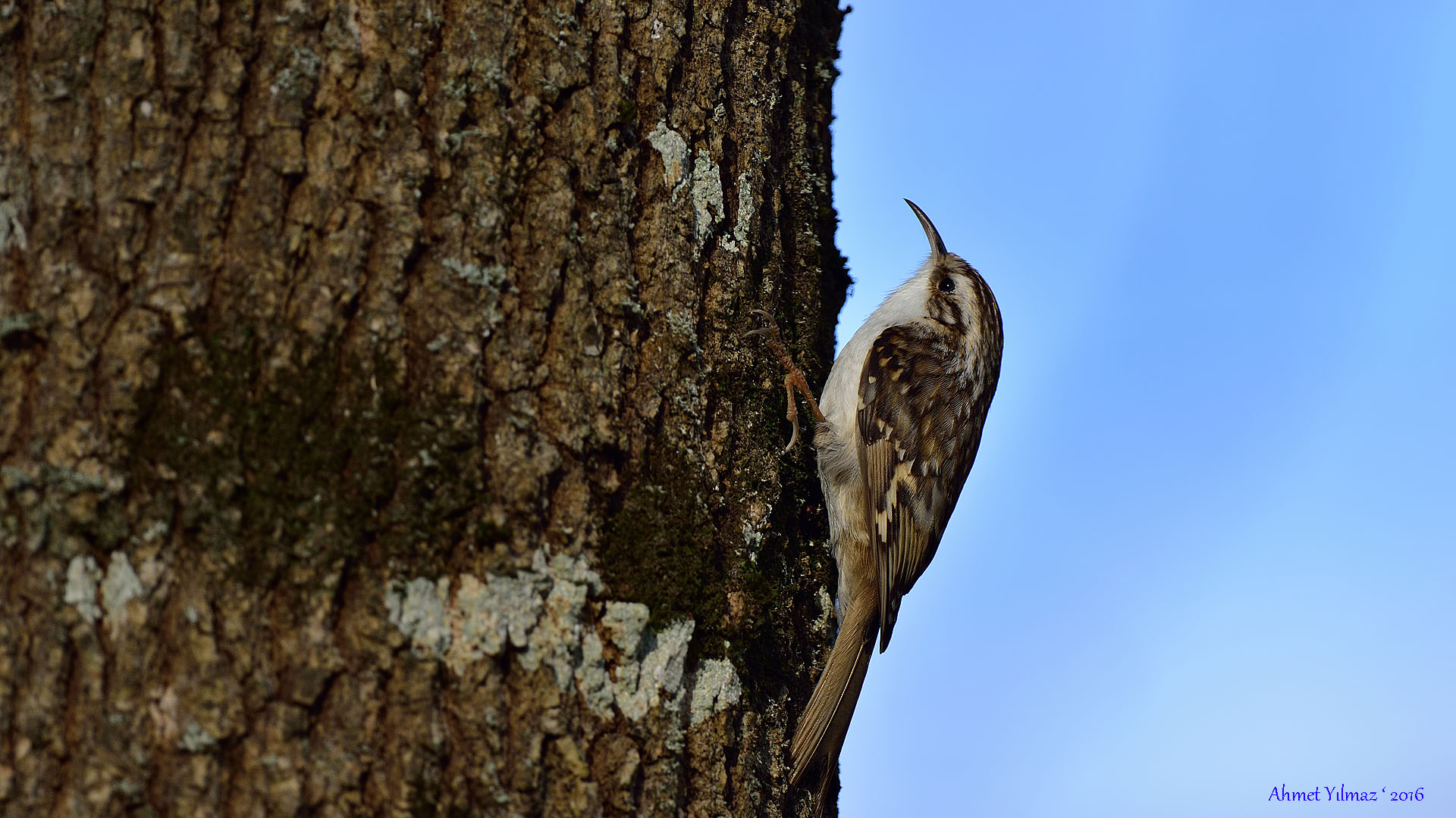 Bahçe tırmaşıkkuşu