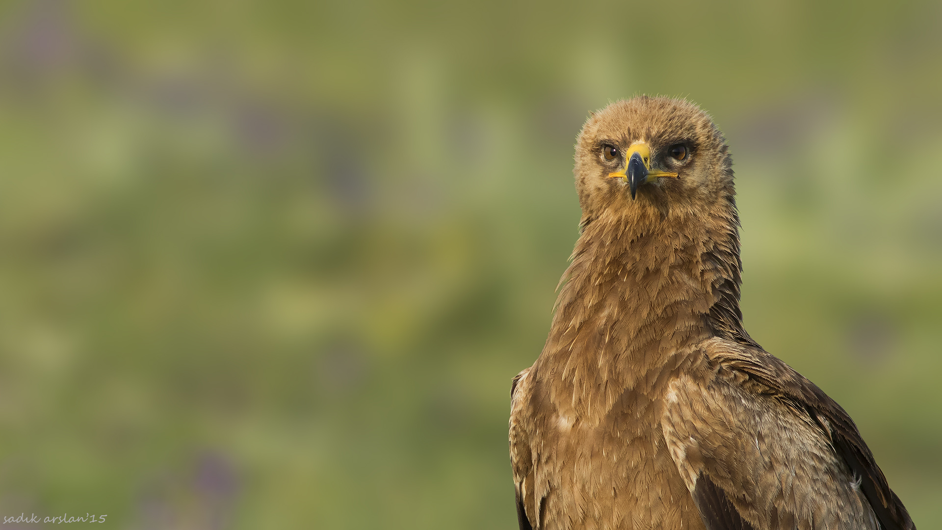 Küçük orman kartalı