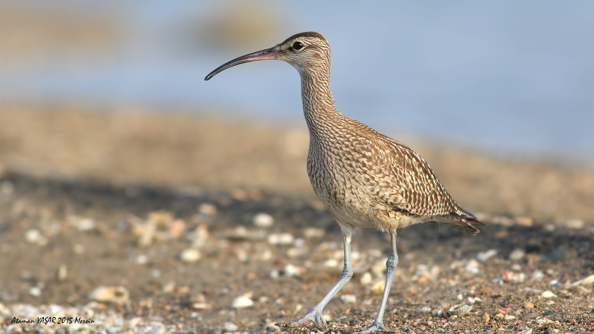 Sürmeli kervançulluğu