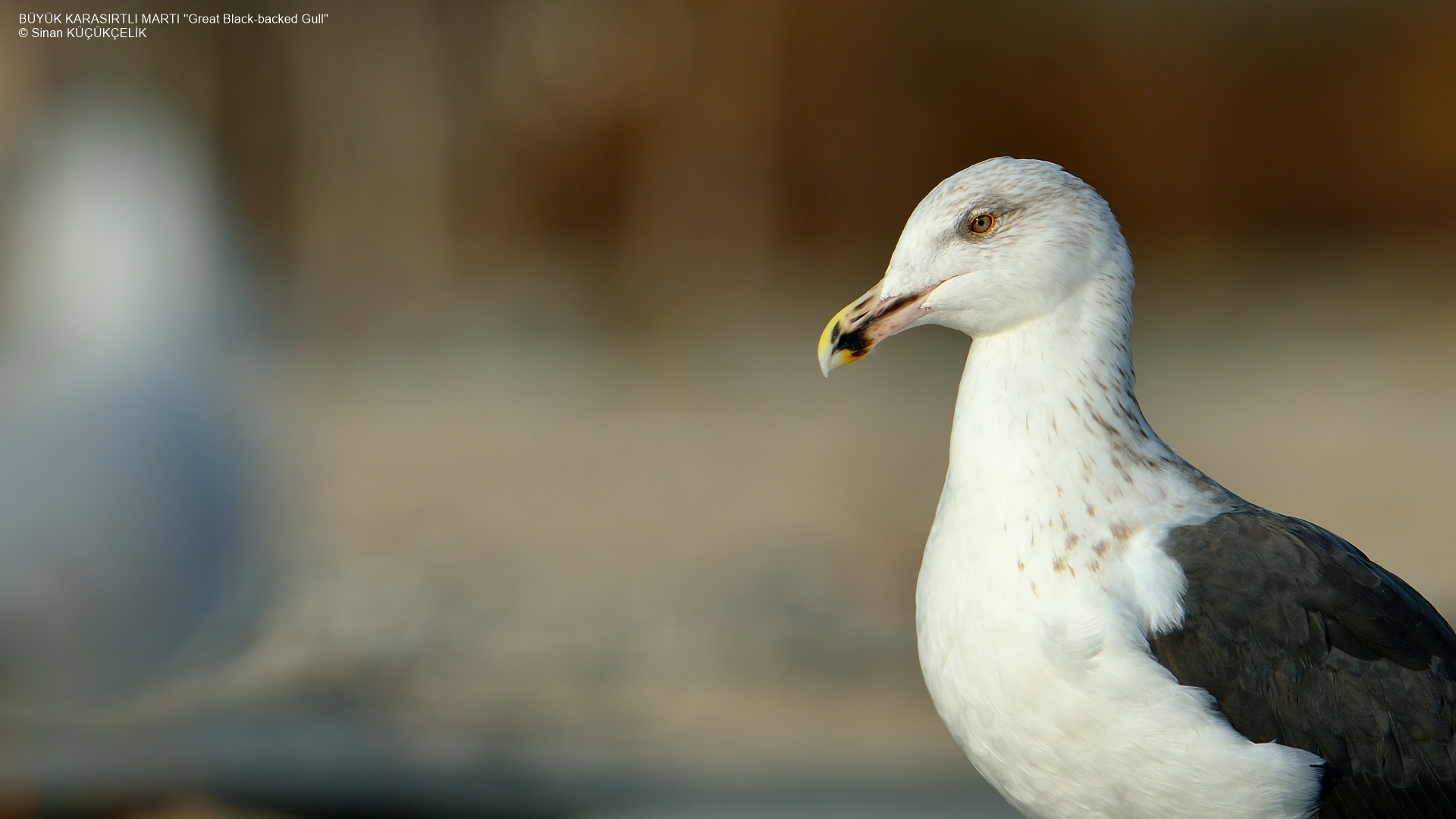 Büyük karasırtlı martı