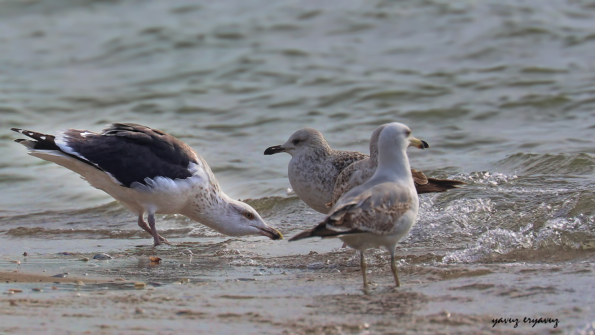 Büyük karasırtlı martı