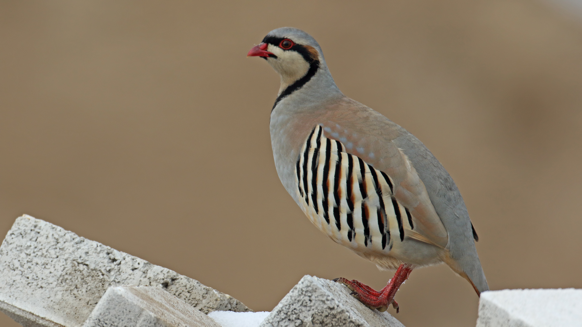 Kınalı keklik » Chukar Partridge » Alectoris chukar