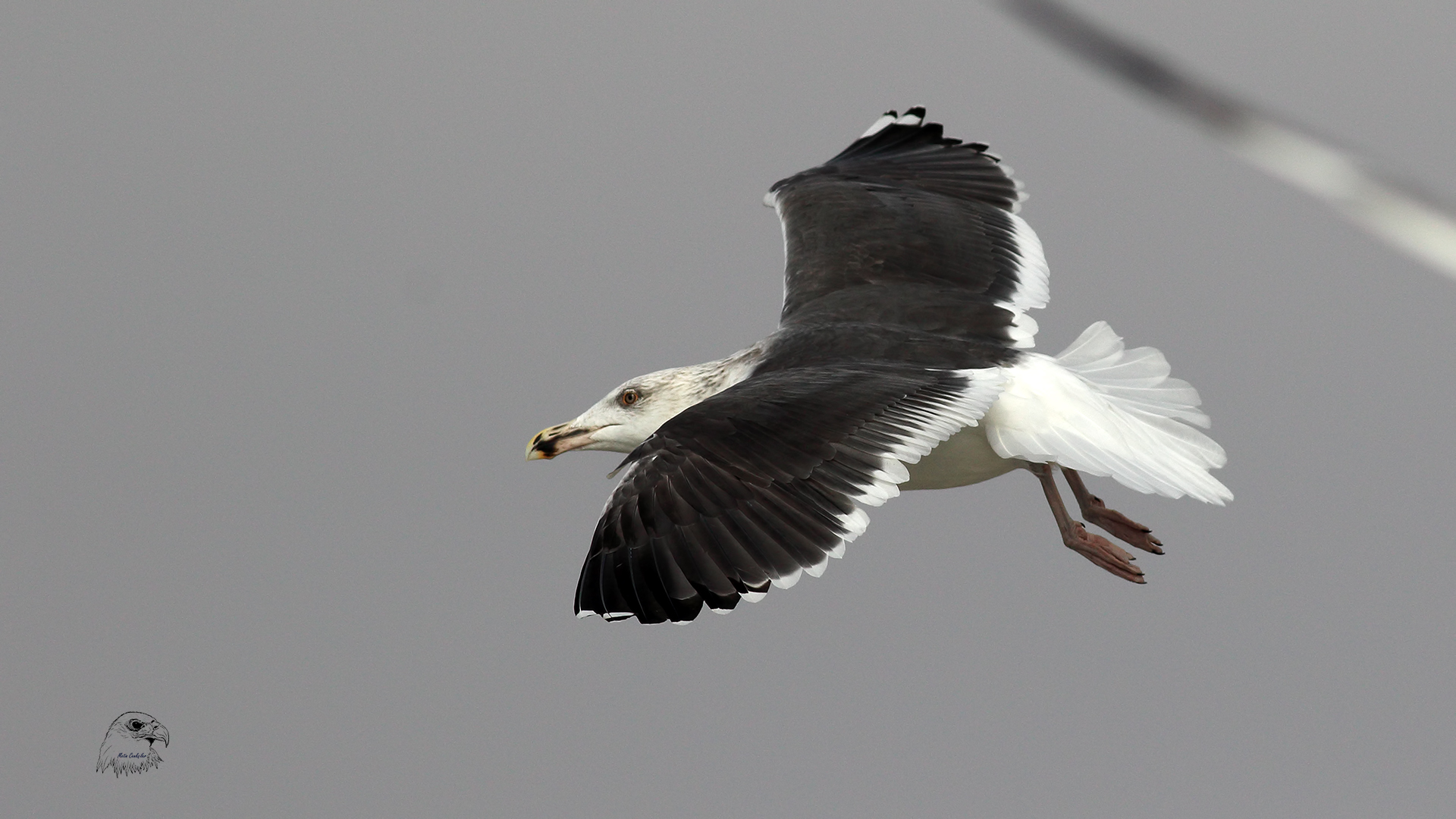 Büyük karasırtlı martı