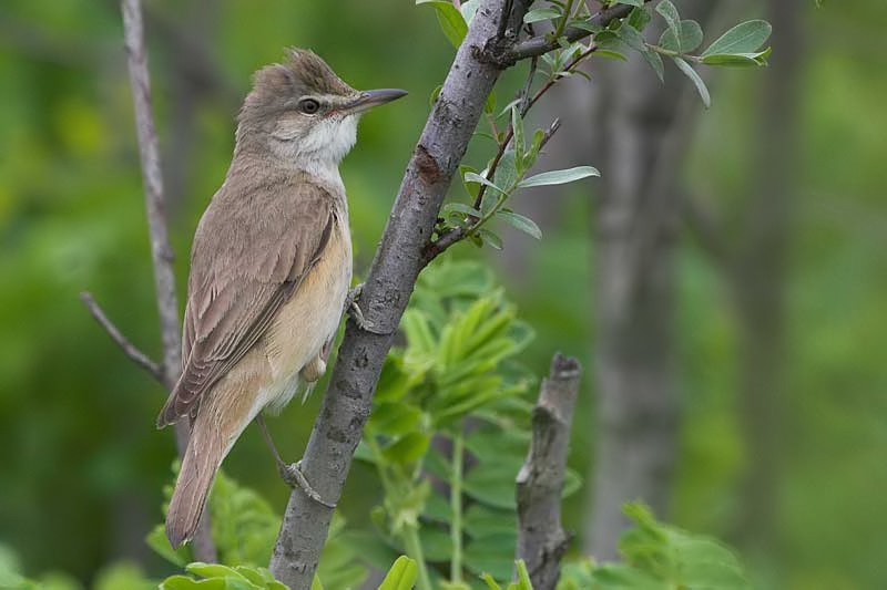 Büyük kamışçın