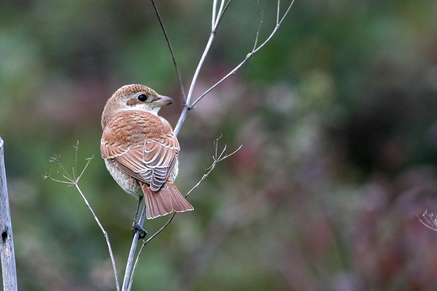 Kızılsırtlı örümcekkuşu