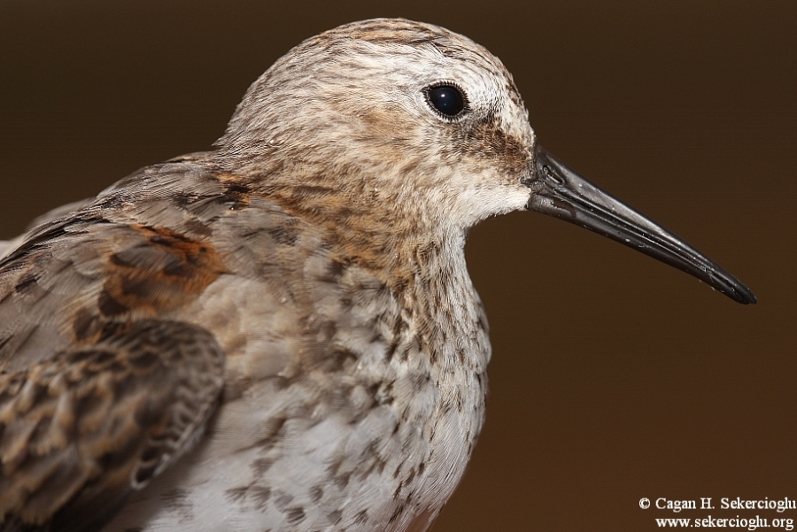 Karakarınlı kumkuşu
