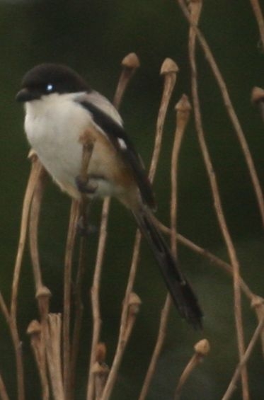 Uzunkuyruklu örümcekkuşu