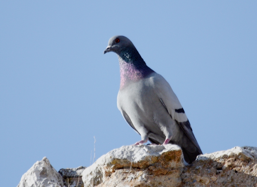 Kaya güvercini