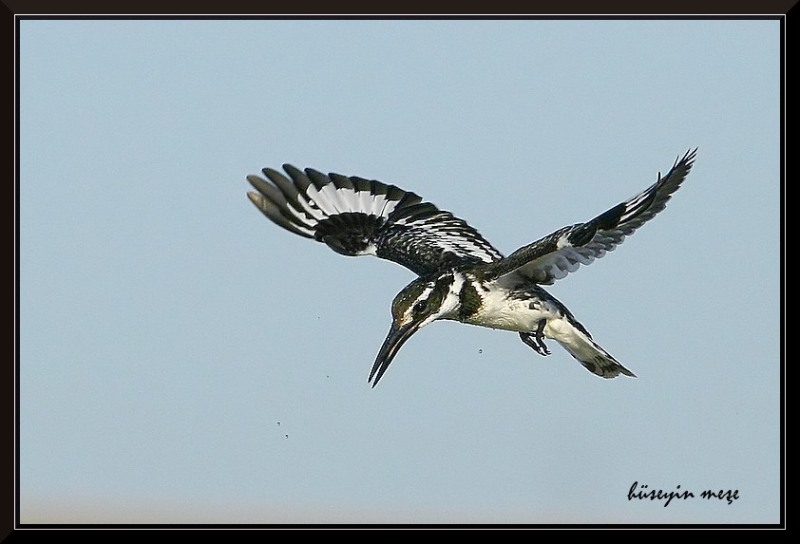Alaca yalıçapkını