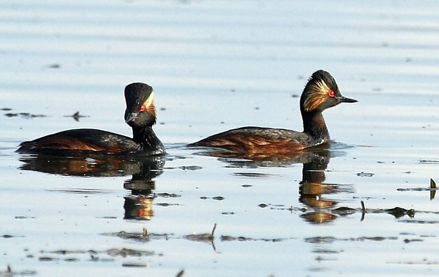 Karaboyunlu batağan