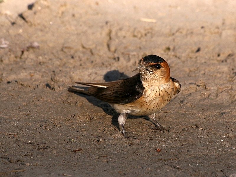 Kızıl kırlangıç