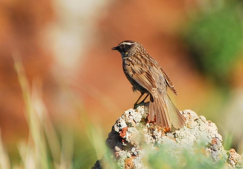 Sürmeli dağbülbülü