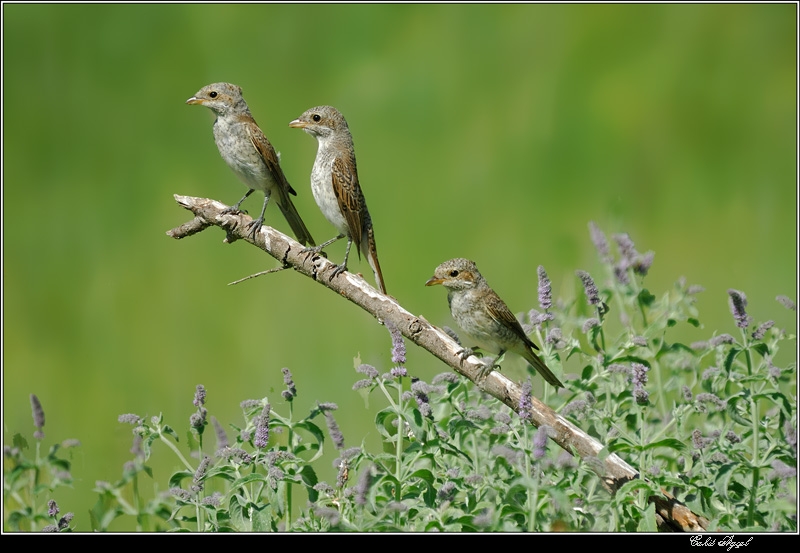 Kızılsırtlı örümcekkuşu