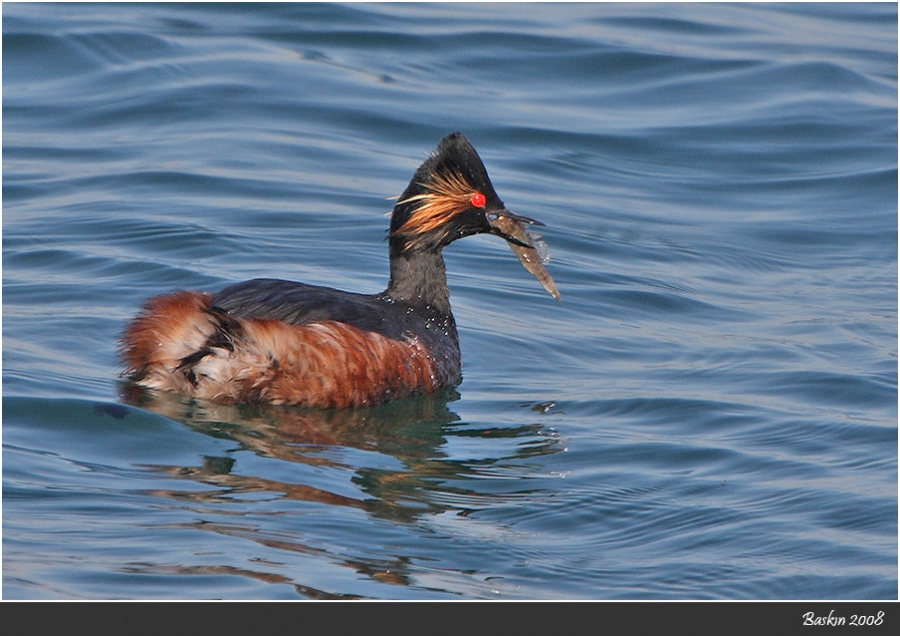 Karaboyunlu batağan