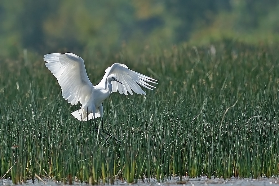 Küçük ak balıkçıl