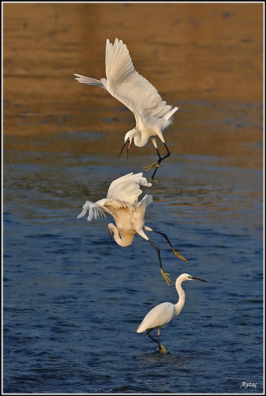 Küçük ak balıkçıl