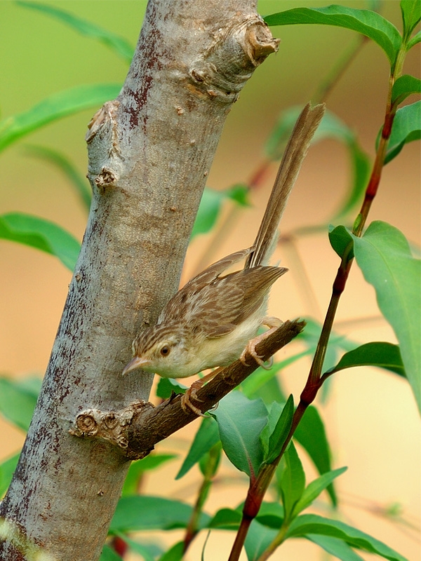 Dikkuyruklu ötleğen