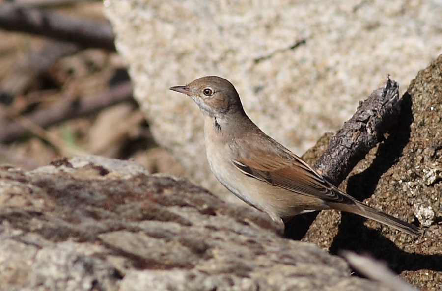 Akgerdanlı ötleğen