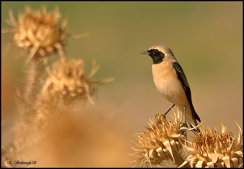 Karakulaklı kuyrukkakan
