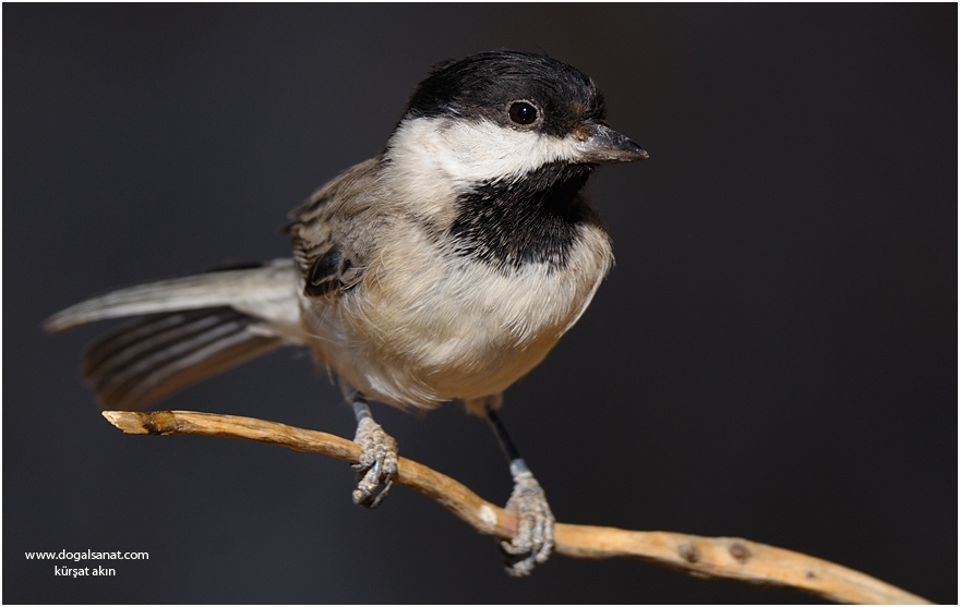 Akyanaklı baştankara