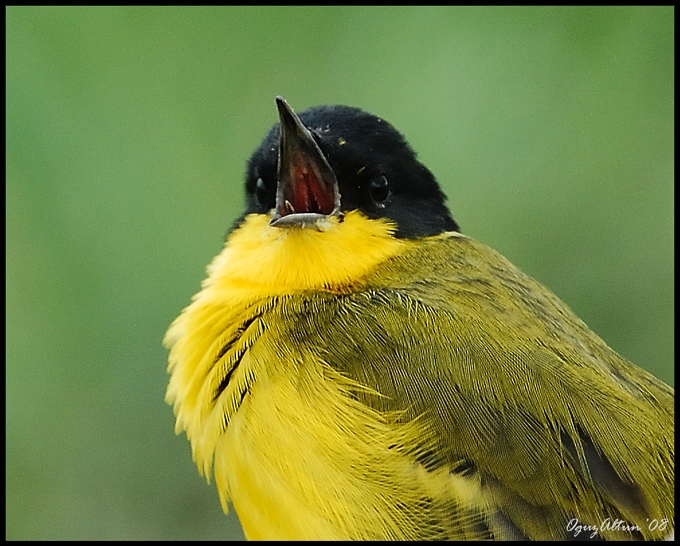 Sarı kuyruksallayan