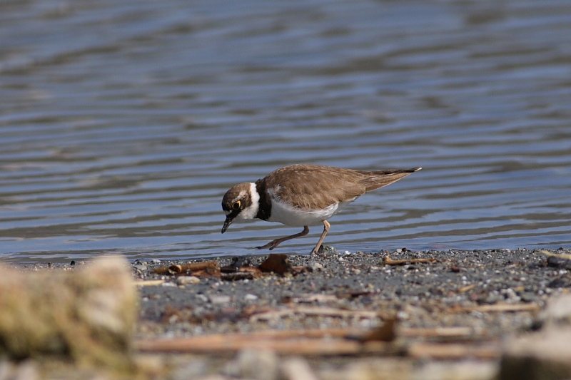 Halkalı küçük cılıbıt