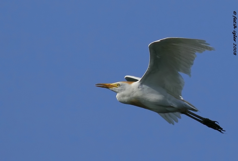Sığır balıkçılı
