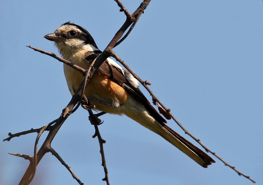 Maskeli örümcekkuşu