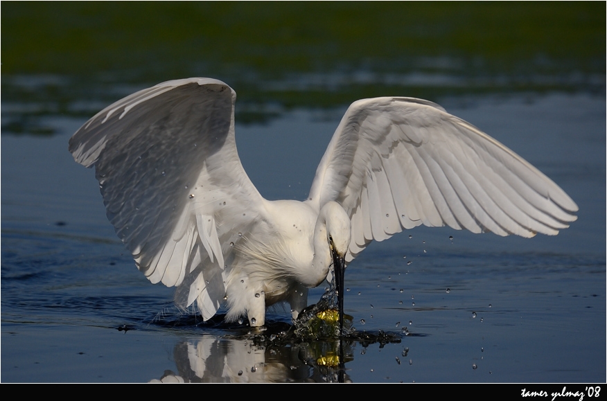 Küçük ak balıkçıl