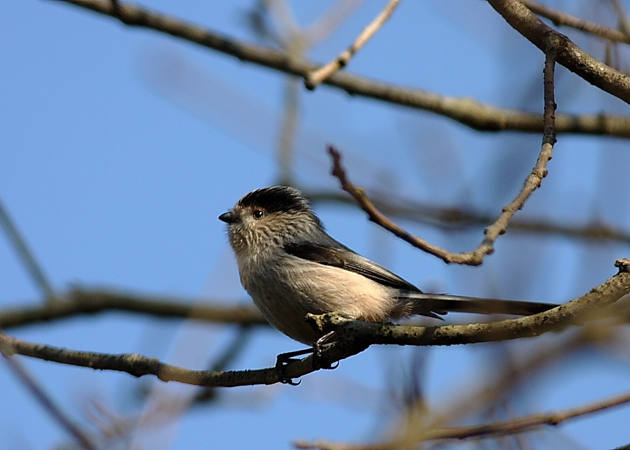 Uzunkuyruklu baştankara