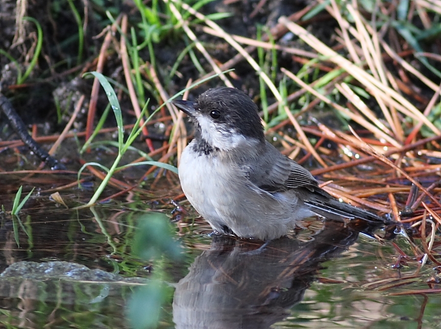 Akyanaklı baştankara