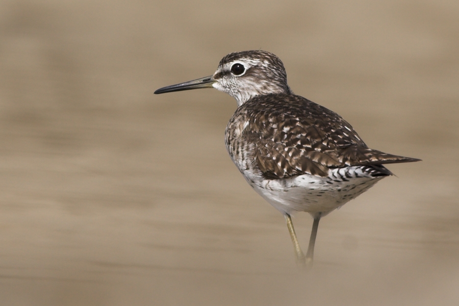 Orman düdükçünü