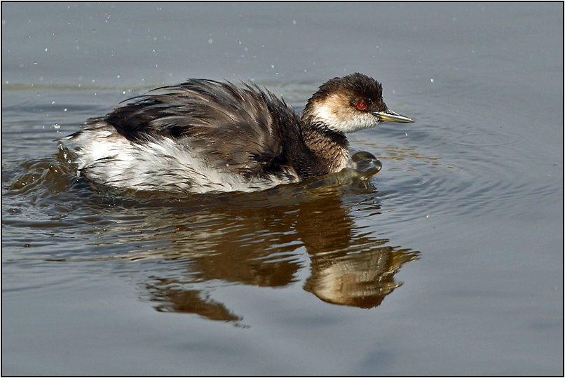 Karaboyunlu batağan