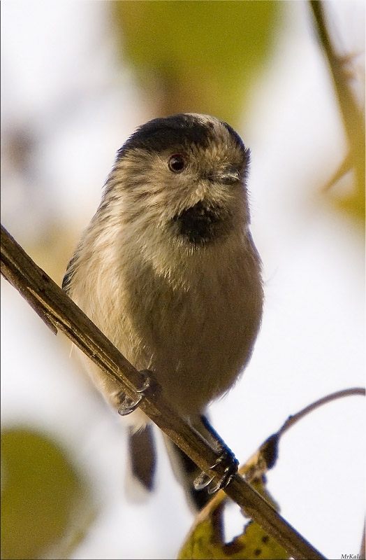 Uzunkuyruklu baştankara