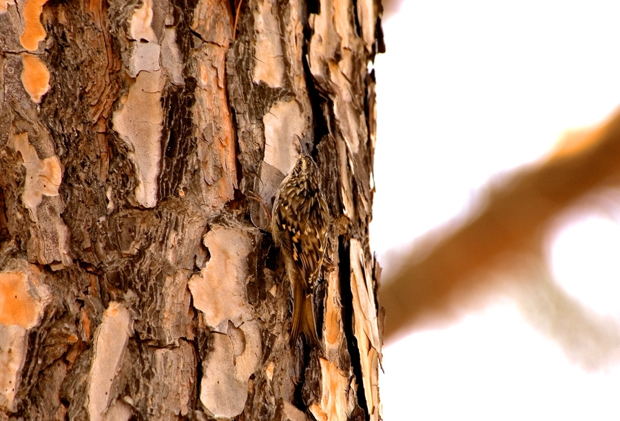 Bahçe tırmaşıkkuşu