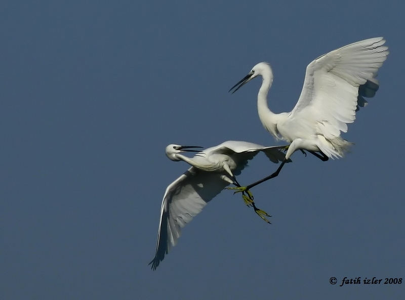 Küçük ak balıkçıl